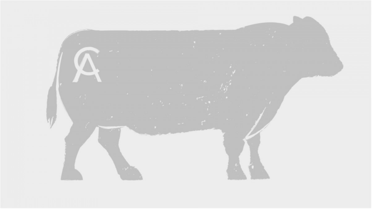 List of Angus Donor Bulls Available | Capitol Angus