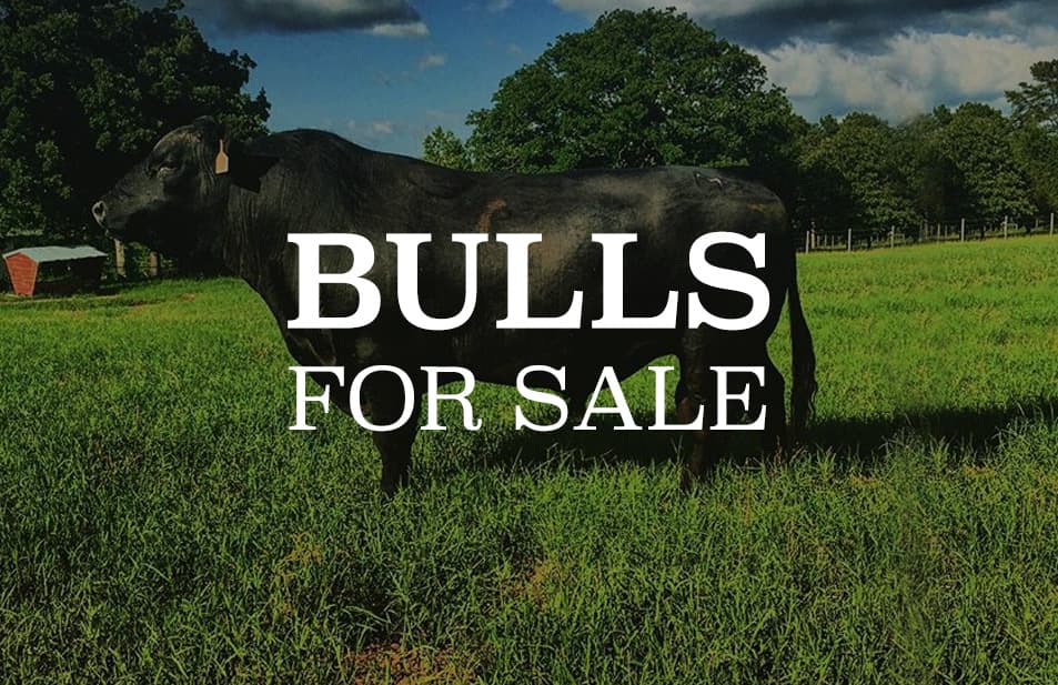 bulls for sale