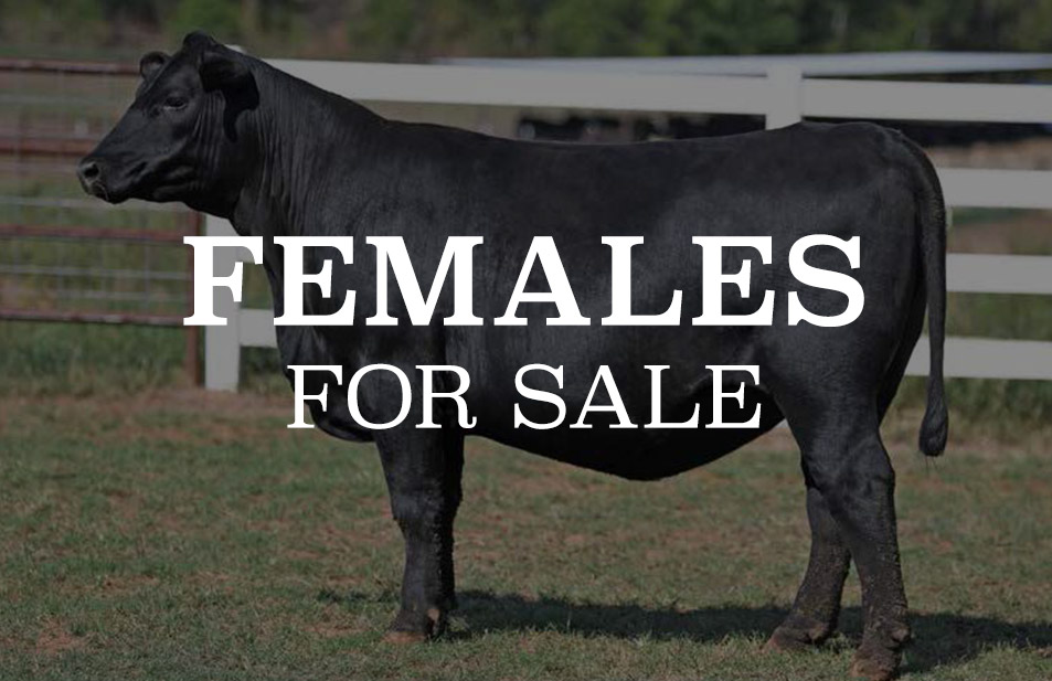 heifers for sale