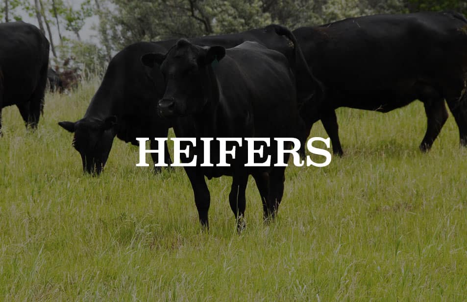 heifers
