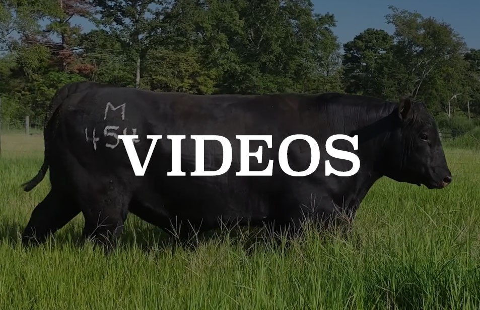 videos of bulls for sale